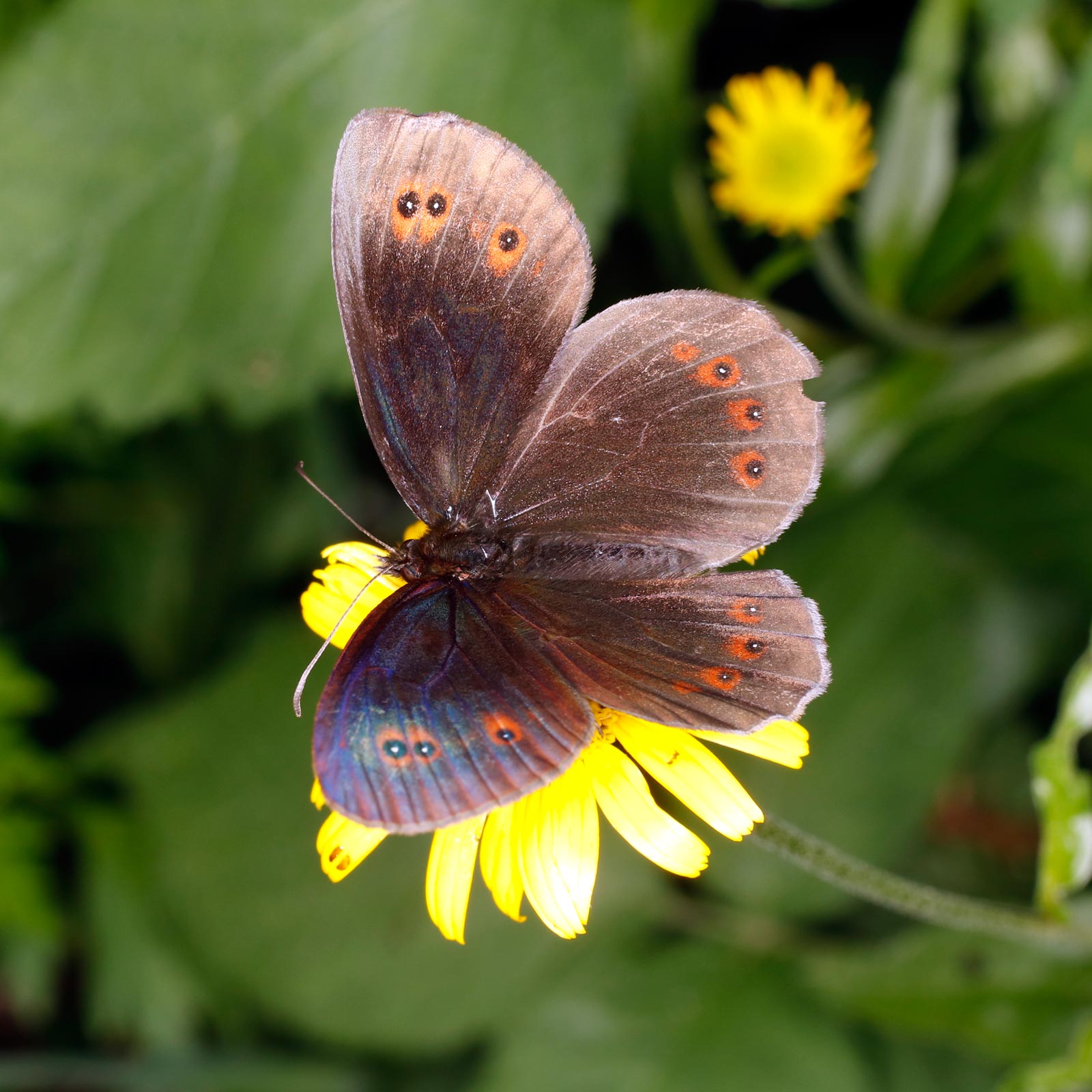 Nymphalidae Satyrinae: Erebia oeme?